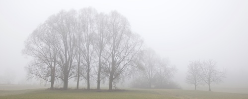 Rheinwiesen im Nebel