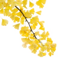 Ausstellungsteilnahmen